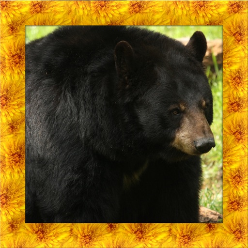 Black Bear Simulator 3D Icon