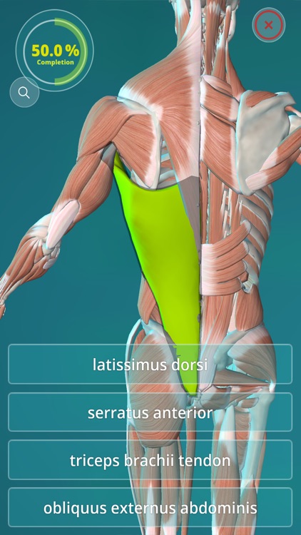 Anatomy Quiz - muscles and bones screenshot-2