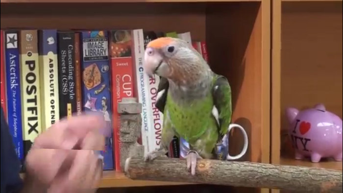 Parrot Training