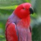 Parrots Zone+ is an great collection with photos and info