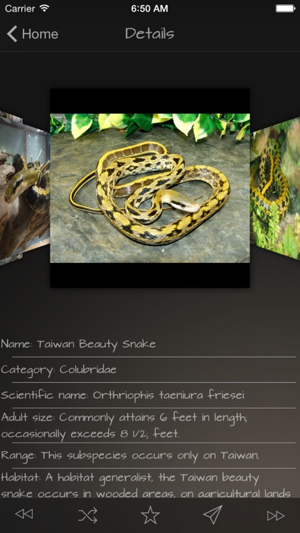 Snakes Wiki +