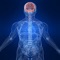 Human Body : Nervous System Trivia