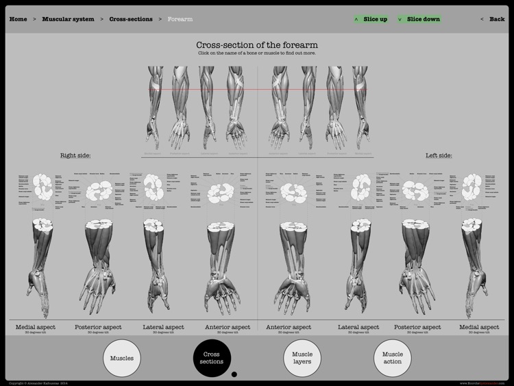 Écorché assistant screenshot-3
