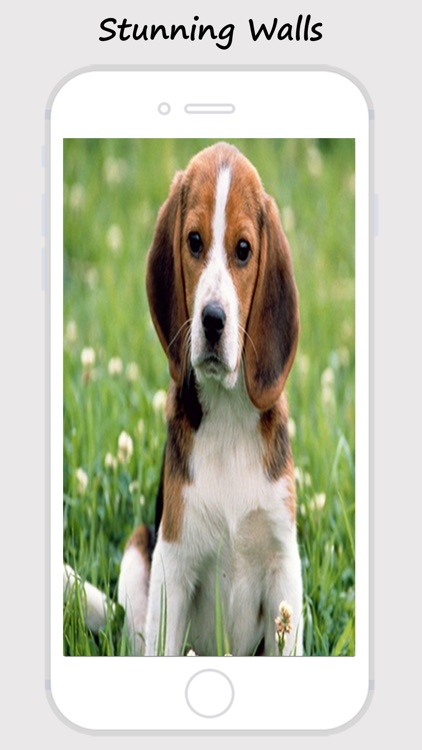 Cute Dogs and Puppy Wallpapers screenshot-3