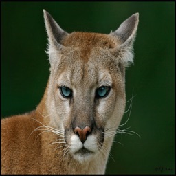 Cougar - Wild Animal Sounds, Ringtones and Alarms