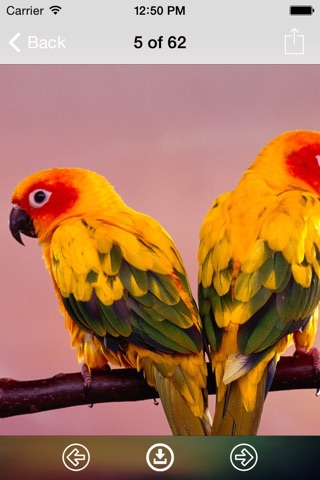 Birds Wallpaper: HD Wallpapers screenshot 2