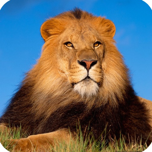 Animal Dictionary - Discover The World Of Wild Animals