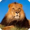 ► Great App for Animal lovers, students, education reference 