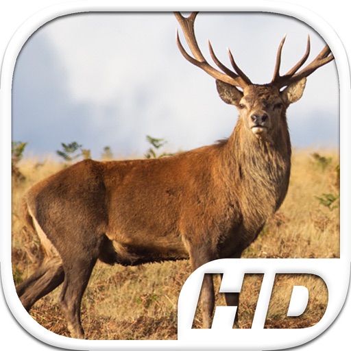 Stag Deer Simulator HD Animal Life