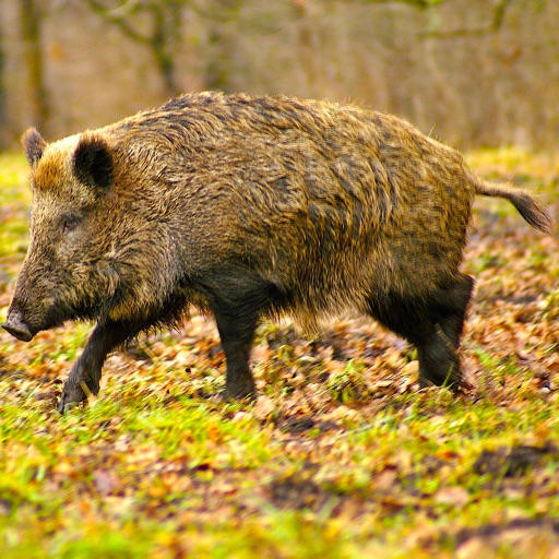 Safari Jungle Boar Hunter icon