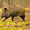 Safari Jungle Boar Hunter