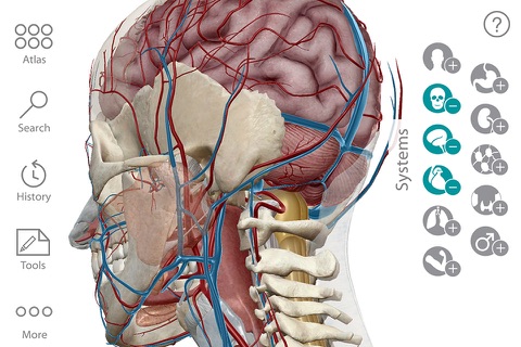 Human Anatomy Atlas 7 for Springer – 3D Anatomical Model of the Human Body screenshot 2