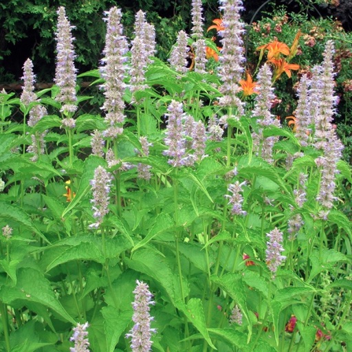 Medicinal Herbs Guide