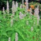 Medicinal Herbs Guide is a collection with most used medicinal plants with photos and detailed information like habitat, medicinal usage, growth and many others