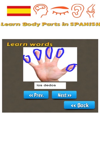 Learn Body Parts in Spanish screenshot 4