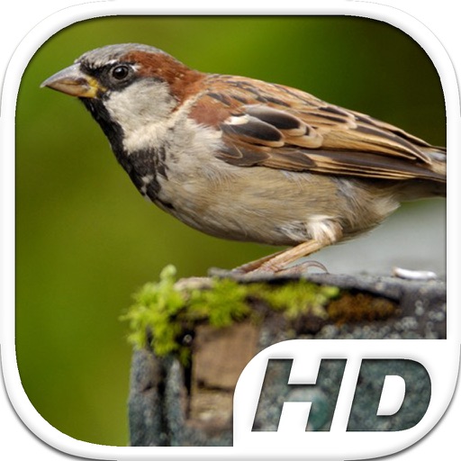 Sparrow Bird Simulator HD Animal Life icon