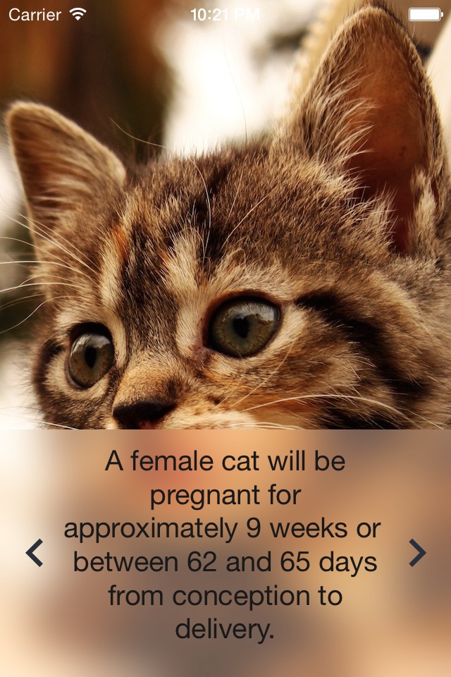Cat News screenshot 3