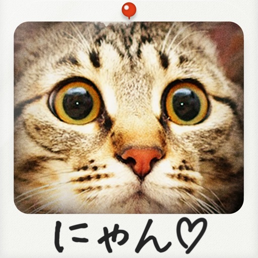 ねこまみれ  -かわいい猫写真が見放題！「ねこのきもち」公式アプリ- icon