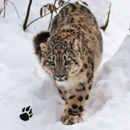 Snow Leopard Chase Читы