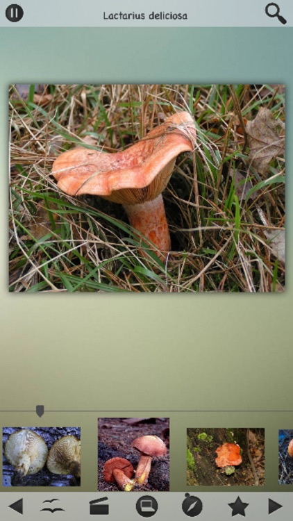 Mushrooms Wiki screenshot-3