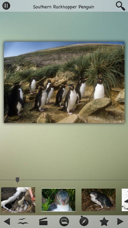 Penguins Guru