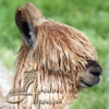 Avalon Alpacas