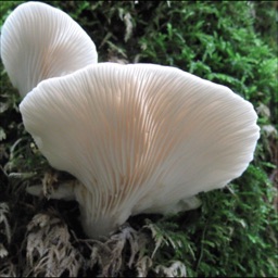 Mushrooms Wiki Apple Watch App