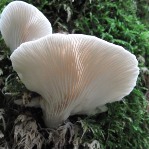 Mushrooms Wiki