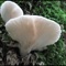 Mushrooms Wiki is a great opportunity to explore the world of mushrooms without fear