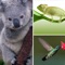 Hey! Guess the Animal - What's the creature in the pic-ture play and crack that trivia quiz