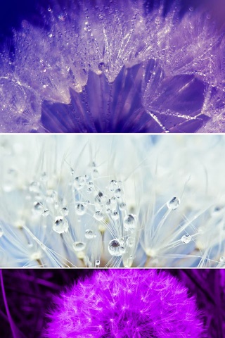 Beautiful Dandelion Wallpapers screenshot 2