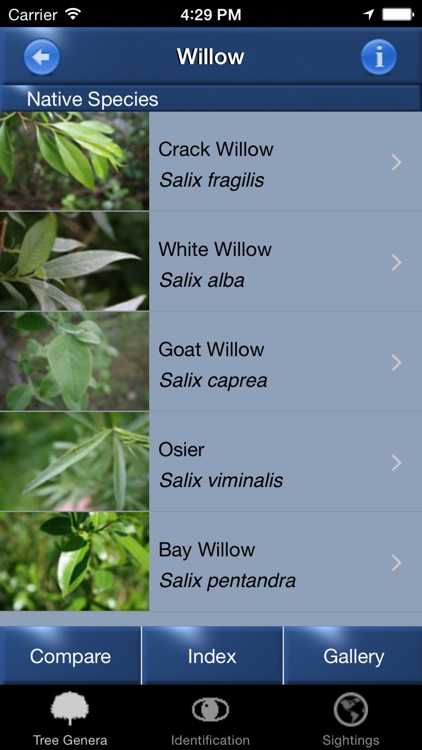Tree Id - British Tree Identification Guide