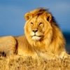 The Safari Animals Encyclopedia
