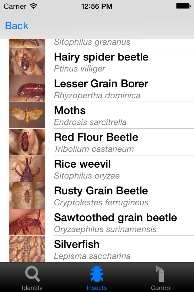 Insects in Stored Grain screenshot 2