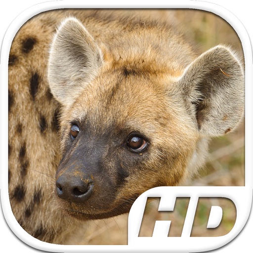Hyena Simulator HD Animal Life icon