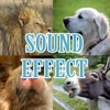 동물 사운드 효과음 (포유류 울음 소리)