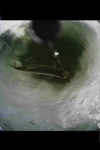 VIDEO FISHING screenshot 4