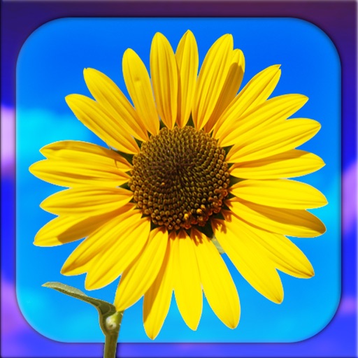 PHOTO5 - Professional Photo Editor for iPad