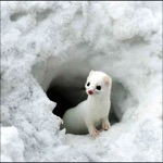 Animal Collection Pro