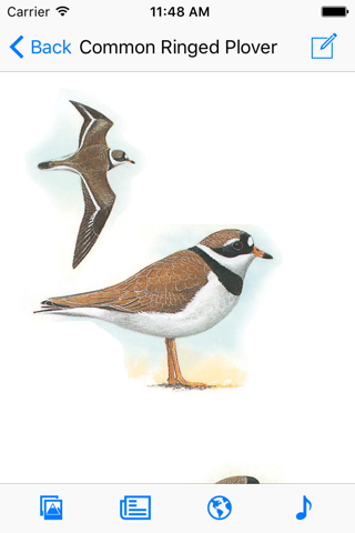 Birds of Western Palearctic - náhled