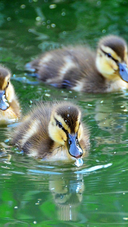 Unique Bird Wallpapers: Stunning Ornithological Backgrounds screenshot-3