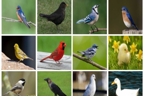 Bird Center : Kids Learn Birds screenshot 3
