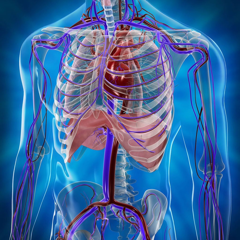 Human Body Anatomy - Best Atlas of Organs & Bones & Muscles icon