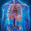 Human Body Anatomy - Best Atlas of Organs & Bones & Muscles