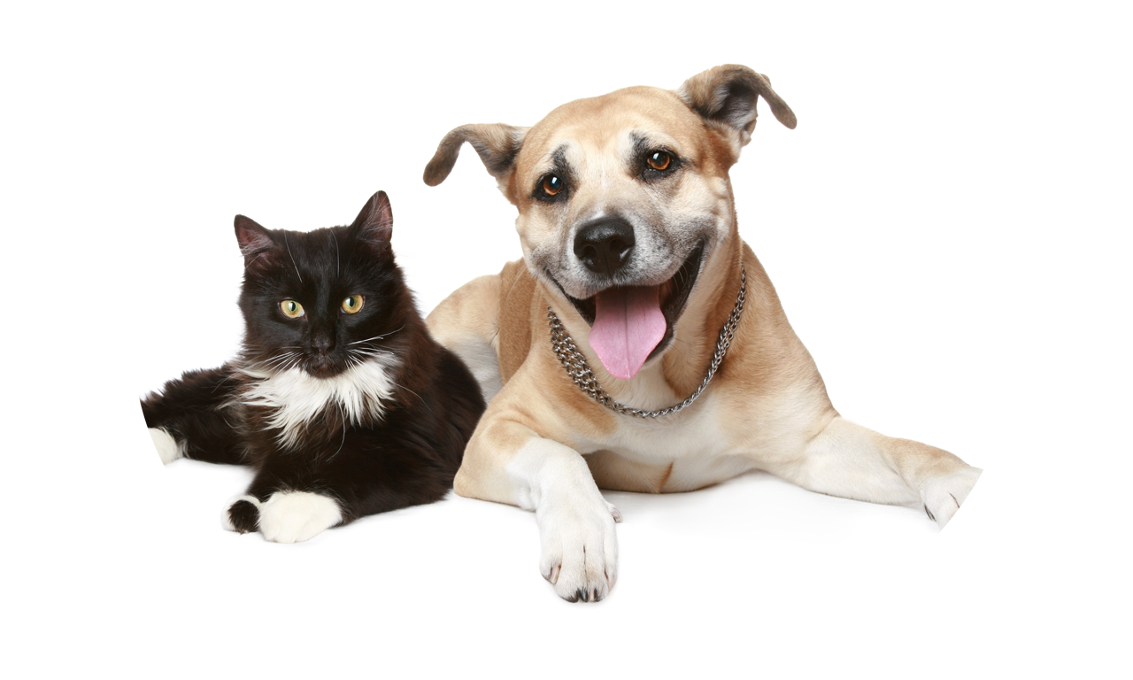 Cats and Dogs Breeds