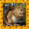 Squirrel Simulator 3D