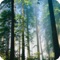 Relax Nature: Forest pleasantly relaxing