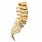 mLumbarAnatomy presents the basic anatomy of the lower back (lumbar spine)
