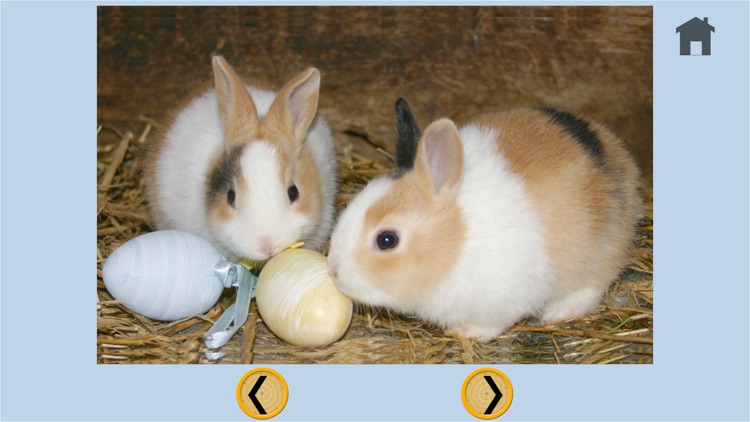 lovely rabbits for kids - free screenshot-4