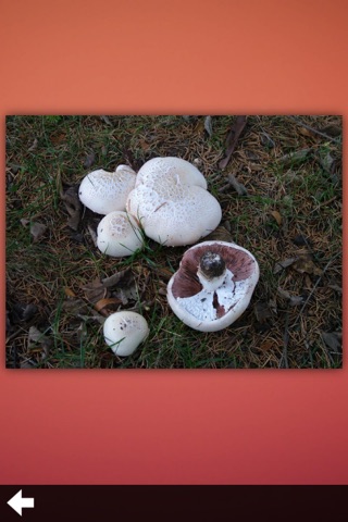 Mushrooms Encyclopedia Pro screenshot 4